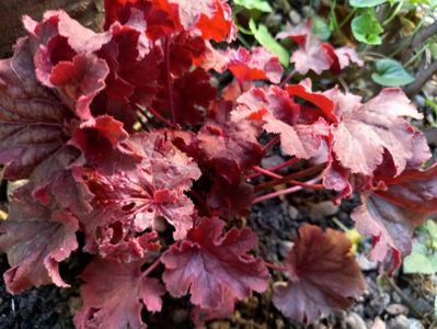 Heuchera "Cajun Fire"