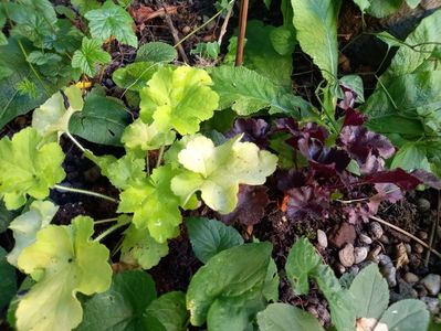 "Citronelle" și Heuchera "Black Pearl"