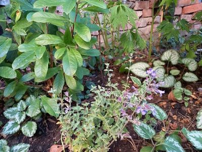 Nepeta faassenii "Walkers Low"