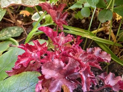 Heuchera americana "Melting Fire"