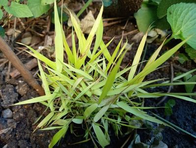 Hakonechloa macra "Stripe It Rich"