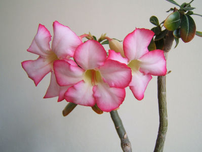 Adenium