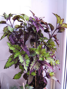 Coleus