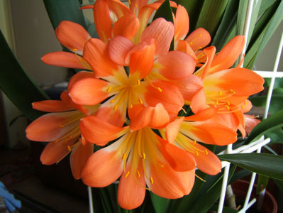 Clivia