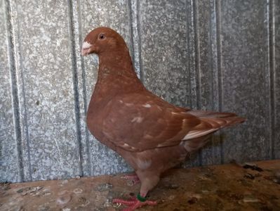 Pui perechea 4 vîndut