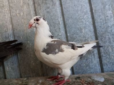 Pui perechea 1 vîndut