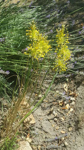 allium flavum