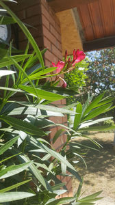 nerium oleander "red"