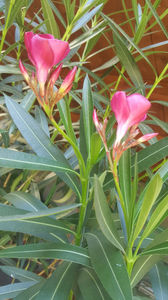 nerium oleander "red"