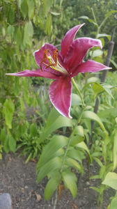 lilium asiaticum hybr.