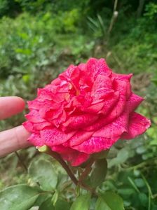 IMG20220713110453