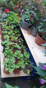 received_2212795305554401