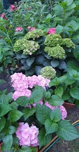 received_367802828761821