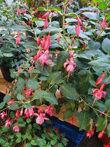 received_1053805951909908