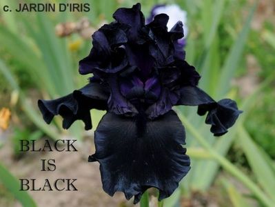 Black is Black