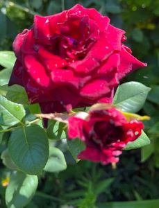 426A202F-25DB-4AC9-A4AE-05747FB5326F