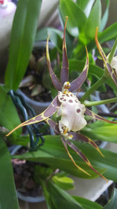 bratonia "shelob tolkien pink"