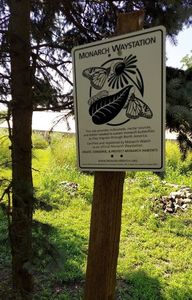 please plant milkweed in your garden; sad day today — our beloved monarch butterflies are now an endangered species
