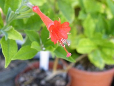 epilobium canum