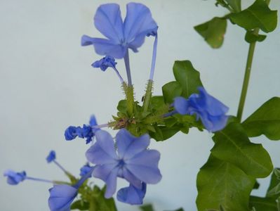 plumbago