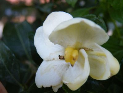 gardenia