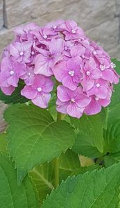 Anul asta si hortensiile zic "pas"