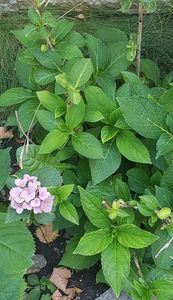 ; Aceasta are o singura floare mica
