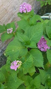 ; Asta are 4 flori subdimemsionate
