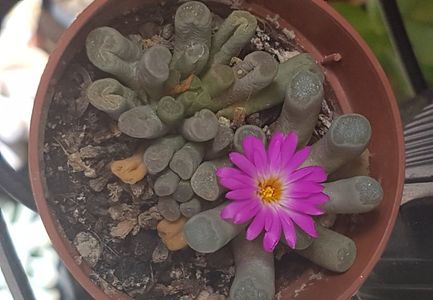 Frithia pulcra-infloreste prima data.; O am de cativa ani, nu a inflorit pana acum.
