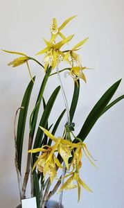 Brassocattleya Yellow Bird; Brassavola nodosa x Brassocattleya Richard Mueller
