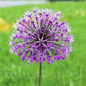 Bulbi Allium Akbulak (Ceapă decorativă); PRET: 4 ron/buc.-------- Disponibil in perioada 15 septembrie - 15 noiembrie. Pentru mai multe informatii vizitati Tulipshop.ro
