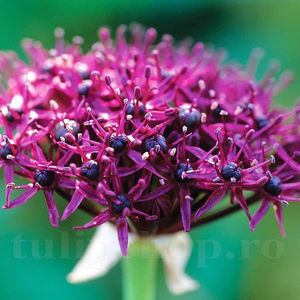 Bulbi Allium Atropurpureum (Ceapă decorativă); PRET: 4 ron/buc.-------- Disponibil in perioada 15 septembrie - 15 noiembrie. Pentru mai multe informatii vizitati Tulipshop.ro
