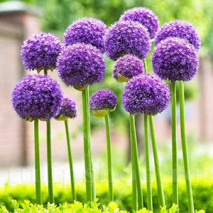 Bulbi Allium Gladiator (Ceapă decorativă); PRET: 11 ron/buc.-------- Disponibil in perioada 15 septembrie - 15 noiembrie. Pentru mai multe informatii vizitati Tulipshop.ro
