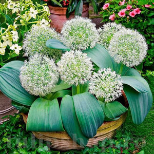 Bulbi Allium Ivory Queen (Ceapă decorativă); PRET: 5 ron/buc.-------- Disponibil in perioada 15 septembrie - 15 noiembrie. Pentru mai multe informatii vizitati Tulipshop.ro
