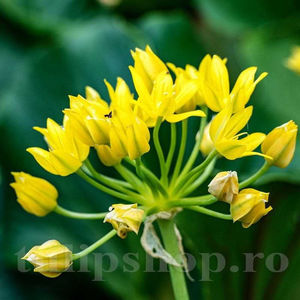Bulbi Allium Moly (Ceapă decorativă); PRET: 1 ron/buc.-------- Disponibil in perioada 15 septembrie - 15 noiembrie. Pentru mai multe informatii vizitati Tulipshop.ro

