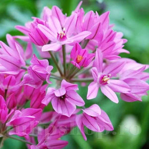 Bulbi Allium Oreophilum (Ceapă decorativă); PRET: 1 ron/buc.-------- Disponibil in perioada 15 septembrie - 15 noiembrie. Pentru mai multe informatii vizitati Tulipshop.ro
