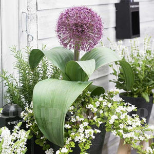 Bulbi Allium Red Giant (Ceapă decorativă); PRET: 5 ron/buc.-------- Disponibil in perioada 15 septembrie - 15 noiembrie. Pentru mai multe informatii vizitati Tulipshop.ro
