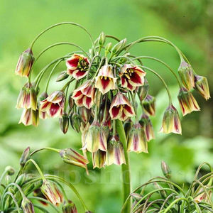 Bulbi Allium Siculum (Ceapă decorativă); PRET: 3 ron/buc.-------- Disponibil in perioada 15 septembrie - 15 noiembrie. Pentru mai multe informatii vizitati Tulipshop.ro
