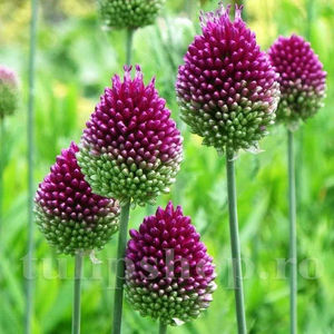 Bulbi Allium Sphaerocephalon (Ceapă decorativă); PRET: 1 ron/buc.-------- Disponibil in perioada 15 septembrie - 15 noiembrie. Pentru mai multe informatii vizitati Tulipshop.ro
