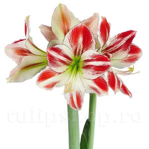Bulbi Amaryllis Ambiance (Hipperastrum); PRET: 24 ron/buc.-------- Disponibil in perioada 15 septembrie - 15 noiembrie. Pentru mai multe informatii vizitati Tulipshop.ro
