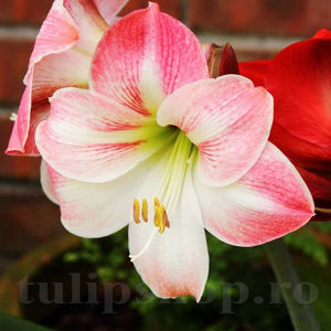 Bulbi Amaryllis Apple Blossom (Hipperastrum); PRET: 23 ron/buc.-------- Disponibil in perioada 15 septembrie - 15 noiembrie. Pentru mai multe informatii vizitati Tulipshop.ro
