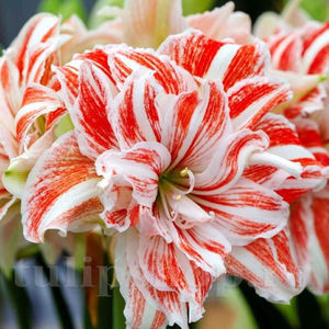 Bulbi Amaryllis Dancing Queen (Hipperastrum); PRET: 30 ron/buc.-------- Disponibil in perioada 15 septembrie - 15 noiembrie. Pentru mai multe informatii vizitati Tulipshop.ro
