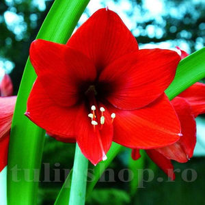 Bulbi Amaryllis Red Lion (Hipperastrum); PRET: 23 ron/buc.-------- Disponibil in perioada 15 septembrie - 15 noiembrie. Pentru mai multe informatii vizitati Tulipshop.ro
