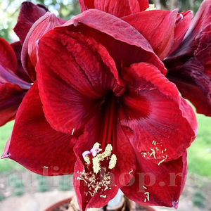 Bulbi Amaryllis Benfica (Hipperastrum); PRET: 30 ron/buc.-------- Disponibil in perioada 15 septembrie - 15 noiembrie. Pentru mai multe informatii vizitati Tulipshop.ro
