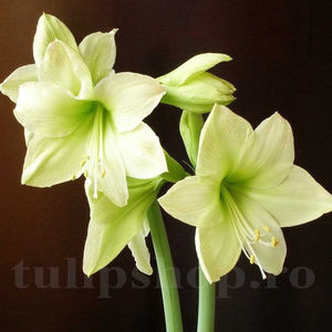 Bulbi Amaryllis Limona (Hipperastrum); PRET: 32 ron/buc.-------- Disponibil in perioada 15 septembrie - 15 noiembrie. Pentru mai multe informatii vizitati Tulipshop.ro
