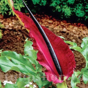 Bulbi Dracunculus Vulgaris; PRET: 15 ron/buc.-------- Disponibil in perioada 15 septembrie - 15 noiembrie. Pentru mai multe informatii vizitati Tulipshop.ro
