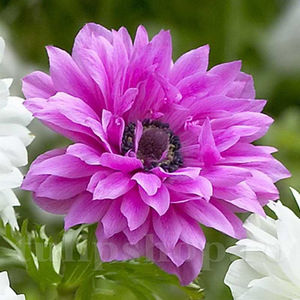 Bulbi Anemone Admiral; PRET: 1,00 ron/buc.-------- Disponibil in perioada 15 septembrie - 15 noiembrie. Pentru mai multe informatii vizitati Tulipshop.ro
