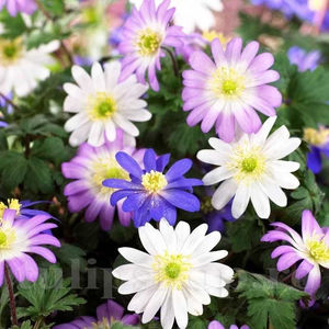 Bulbi Anemone Blanda Mix; PRET: 1,00 ron/buc.-------- Disponibil in perioada 15 septembrie - 15 noiembrie. Pentru mai multe informatii vizitati Tulipshop.ro
