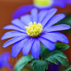 Bulbi Anemone Blanda Blue Shades; PRET: 1,00 ron/buc.-------- Disponibil in perioada 15 septembrie - 15 noiembrie. Pentru mai multe informatii vizitati Tulipshop.ro
