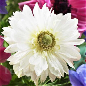 Bulbi Anemone Mount Everest; PRET: 1,00 ron/buc.-------- Disponibil in perioada 15 septembrie - 15 noiembrie. Pentru mai multe informatii vizitati Tulipshop.ro
